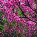 玉渊潭公园 - 北京市旅游 缩略图 3