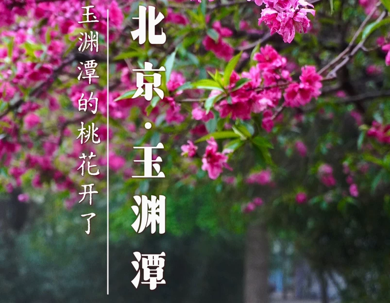 玉渊潭公园 - 北京市旅游 1