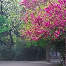 玉渊潭公园 - 北京市旅游 缩略图 4