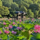 杭州西湖 - 杭州市旅游 缩略图 5