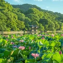 杭州西湖 - 杭州市旅游 缩略图 8