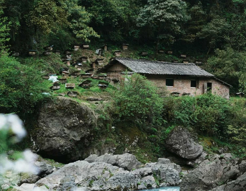 桐野营地 - 雅安市旅游 1