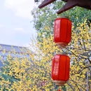 超山风景区 - 杭州市旅游 缩略图 3