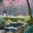 超山风景区 - 杭州市旅游 缩略图 4