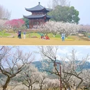 超山风景区 - 杭州市旅游 缩略图 5
