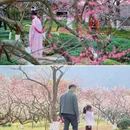 超山风景区 - 杭州市旅游 缩略图 6