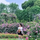 尚贤河玫瑰园 - 无锡市旅游 缩略图 1