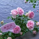 西湖风景名胜区 - 杭州市旅游 缩略图 3