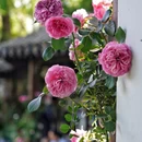 西湖风景名胜区 - 杭州市旅游 缩略图 4