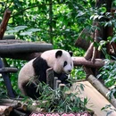 成都熊猫基地熊猫商业街 - 成都市旅游 缩略图 6