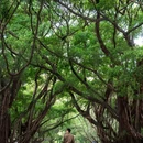 东莞旗峰公园 - 东莞市旅游 缩略图 6