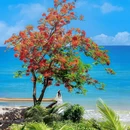 天涯小镇 - 三亚市旅游 缩略图 1
