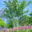 望江西路与长宁大道交叉口 - 合肥市旅游 缩略图 5