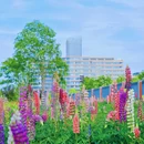 望江西路与长宁大道交叉口 - 合肥市旅游 缩略图 6