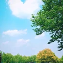 柳浪闻莺 - 杭州市旅游 缩略图 5