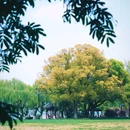 柳浪闻莺 - 杭州市旅游 缩略图 9