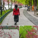 苏堤 - 杭州市旅游 缩略图 7