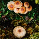 无底湖风景区 - 迪庆藏族自治州旅游 缩略图 9