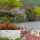 苏堤 - 杭州市旅游 缩略图 3