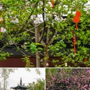 苏堤 - 杭州市旅游 缩略图 4