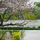 苏堤 - 杭州市旅游 缩略图 1