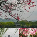 苏堤 - 杭州市旅游 缩略图 7