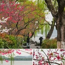 苏堤 - 杭州市旅游 缩略图 6