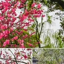 苏堤 - 杭州市旅游 缩略图 9