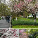 苏堤 - 杭州市旅游 缩略图 9