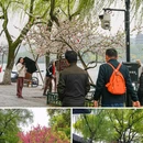 苏堤 - 杭州市旅游 缩略图 7