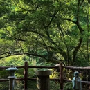 十丈洞景区-赤水大瀑布 - 遵义市旅游 缩略图 9