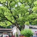 浙江胜利剧院 - 杭州市旅游 缩略图 8