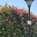 杨春湖城市生态公园 - 武汉市旅游 缩略图 6