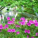 逍遥津公园 - 合肥市旅游 缩略图 2