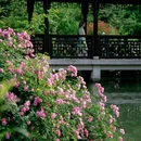 虎丘风景区-西门 - 苏州市旅游 缩略图 1