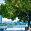 天鹅湖 - 合肥市旅游 缩略图 6