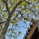 北京前门文华东方酒店 - 北京旅游 缩略图 8