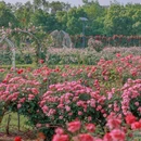 花博汇 - 武汉市旅游 缩略图 4