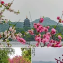 苏堤 - 杭州市旅游 缩略图 1