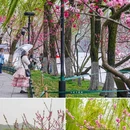 苏堤 - 杭州市旅游 缩略图 3