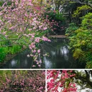 苏堤 - 杭州市旅游 缩略图 7