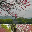 苏堤 - 杭州市旅游 缩略图 2