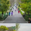 苏堤 - 杭州市旅游 缩略图 4