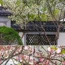 苏堤 - 杭州市旅游 缩略图 3