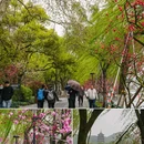 苏堤 - 杭州市旅游 缩略图 7