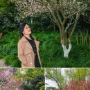 苏堤 - 杭州市旅游 缩略图 6