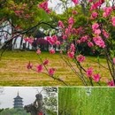 苏堤 - 杭州市旅游 缩略图 5