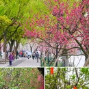 苏堤 - 杭州市旅游 缩略图 7