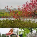 苏堤 - 杭州市旅游 缩略图 4