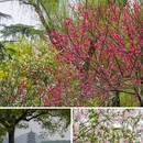苏堤 - 杭州市旅游 缩略图 6